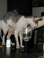 DSCN2096.jpg (26kb)