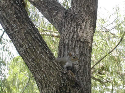 a florida squirrel
