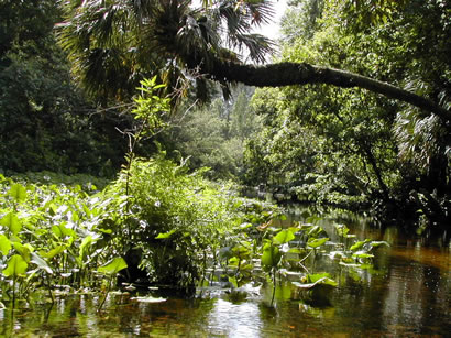and more, just to let ya know i feel in this water with alligators
