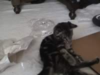 Banshee the cat (photo0204) (10kb)